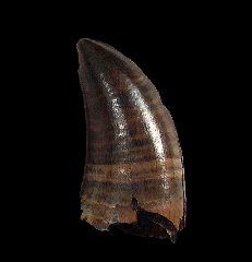 Very Large Daspletosaurus tooth for sale | Buried Treasure Fossils