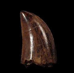Daspletosaurus juvenile tooth | Buried Treasure Fossils
