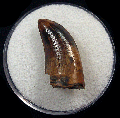 Canadian Albertosaurus tooth for sale | Buried Treasure Fossils