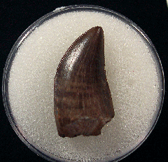 Daspletosaurus tooth for sale | Buried Treasure Fossils