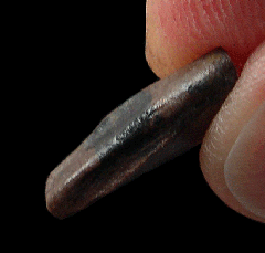 Gorgosaurus premaxillary tooth from Montana | Buried Treasure Fossils