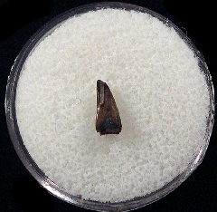 Juvenile Albertosaurus tooth | Buried Treasure Fossils