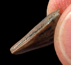 Gorgosaurus premaxillary tooth – Judith River Formation | Buried Treasure Fossils