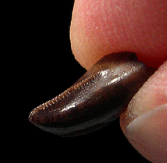 Daspletosaurus premaxillary tooth – Judith River Formation | Buried Treasure Fossils