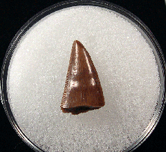 Judith River Formation Tyrannosaur tooth for sale | Buried Treasure Fossils
