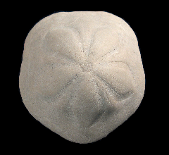 Clypeaster sea urchin | Buried Treasure Fossils