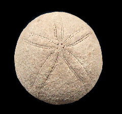 Echinolampas burgigalensis | Buried Treasure Fossils