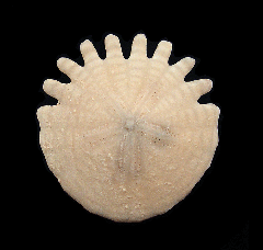Heliophora sand dollar | Buried Treasure Fossils