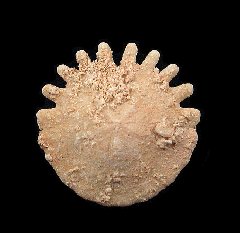 Moroccan fossil sand dollar for sale | Buried Treasure Fossils 