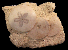 Scutella paulensis sand dollars | Buried Treasure Fossils