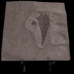 Eurypterus lacustris | Buried treasure Fossils