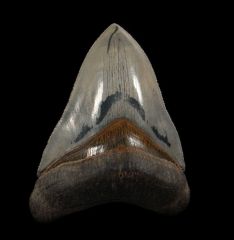 Top Quality Golden Beach Megalodon tooth for sale | Buried Treasure Fossils
