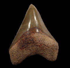 GEM Bone Valley Megalodon tooth for sale | Buried Treasure Fossils