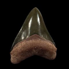 Best  Bone Valley Megalodon tooth for sale | Buried Treasure Fossils