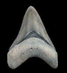 Golden Beach Bone Valley Florida Megalodon tooth for sale | Buried Treasure Fossils