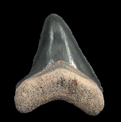 Golden Beach Bone Valley Florida Megalodon tooth for sale | Buried Treasure Fossils