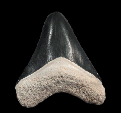Golden Beach Bone Valley Florida Megalodon tooth for sale | Buried Treasure Fossils