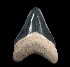 Golden Beach Bone Valley Florida Megalodon tooth for sale | Buried Treasure Fossils