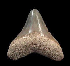 Mottled gray Bone Valley Megalodon tooth for sale | Buried Treasure Fossils