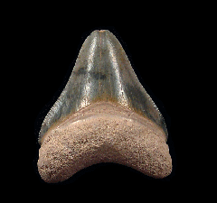 Florida BV Megalodon tooth for sale | Buried Treasure Fossils