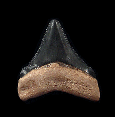 Black Bone Valley Megalodon tooth for sale | Buried Treasure Fossils