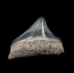 Florida BV Megalodon tooth for sale | Buried Treasure Fossils