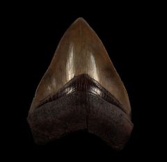 Myakka River Megalodon tooth for sale | Buried Treasure Fossils