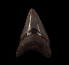 Cheap Horse Creek Megalodon tooth for sale | Buried Treasure Fossils