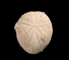Eupatagus  antillarum sea urchin for sale | Buried Treasure Fossils