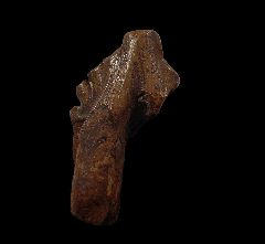 Extra large Basilosaurus cetoides tooth | Buried Treasure Fossils