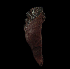 Basilosaurus cetoides (Archaeocete whale)