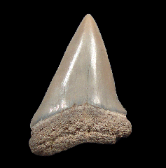 Extra Large Bone Valley Mako shark tooth | Buried Treasure Fossils