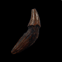Rare Florida Basilosaurus tooth for sale | Buried Treasure Fossils