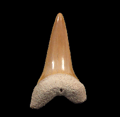 Bone Valley Mako shark tooth | Buried Treasure Fossils