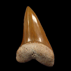 Carcharodon hastalis from Florida | Buried Treasure Fossils