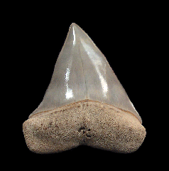 Golden Beach Mako shark tooth | Buried Treasure Fossils