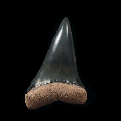 Florida Mako shark tooth | Buried Treasure Fossils