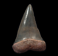 Florida Mako shark tooth | Buried Treasure Fossils