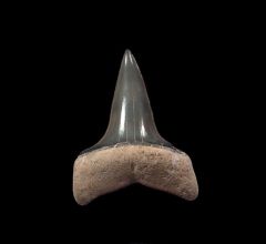 Florida Mako shark tooth for sale | Buried Treasure Fossils