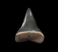 Golden Beach Mako tooth for sale | Buried Treasure Fossils