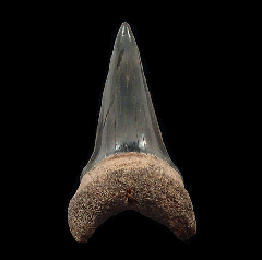 Florida Mako shark tooth | Buried Treasure Fossils
