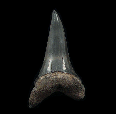 Florida Mako shark tooth | Buried Treasure Fossils