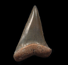 Florida Mako shark tooth for sale | Buried Treasure Fossils