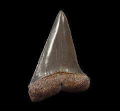 Golden Beach Mako tooth for sale | Buried Treasure Fossils