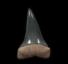 Florida Mako shark tooth | Buried Treasure Fossils