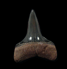 Florida Mako shark tooth | Buried Treasure Fossils