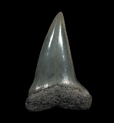 Mako tooth from Florida | Buried Treasure Fossils