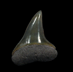Carcharodon hastalis tooth from Florida | Buried Treasure Fossils