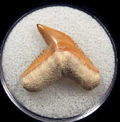 Bone Valley Galeocerdo aduncus shark tooth | Buried Treasure Fossils