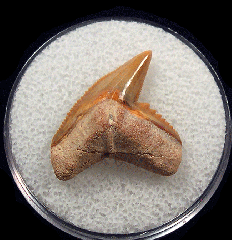 Galeocerdo aduncus  -  BV